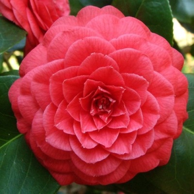 Margherita Coleoni